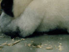 Oily Rootin' Rabbit